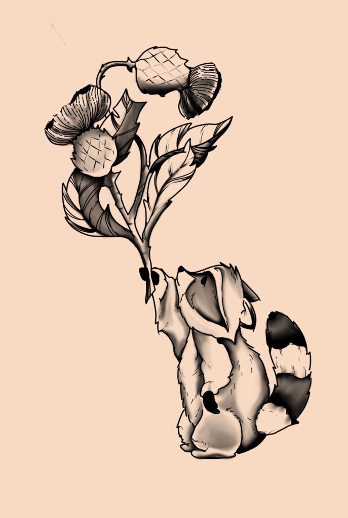 Illustrative fine linewhite and black raccoon with a thistle flower, created by a tattoo artist in Manchester, CT and Tolland County.